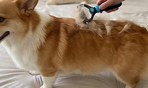 🐶🔥 Brosse anti-poils d’animaux double face – Fini les poils partout ! (🔥 Aujourd’hui seulement : -80 %) 🐾🐾