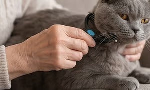 🐶🔥 Brosse anti-poils d’animaux double face – Fini les poils partout ! (🔥 Aujourd’hui seulement : -80 %) 🐾🐾