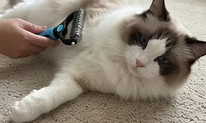 🐶🔥 Brosse anti-poils d’animaux double face – Fini les poils partout ! (🔥 Aujourd’hui seulement : -80 %) 🐾🐾